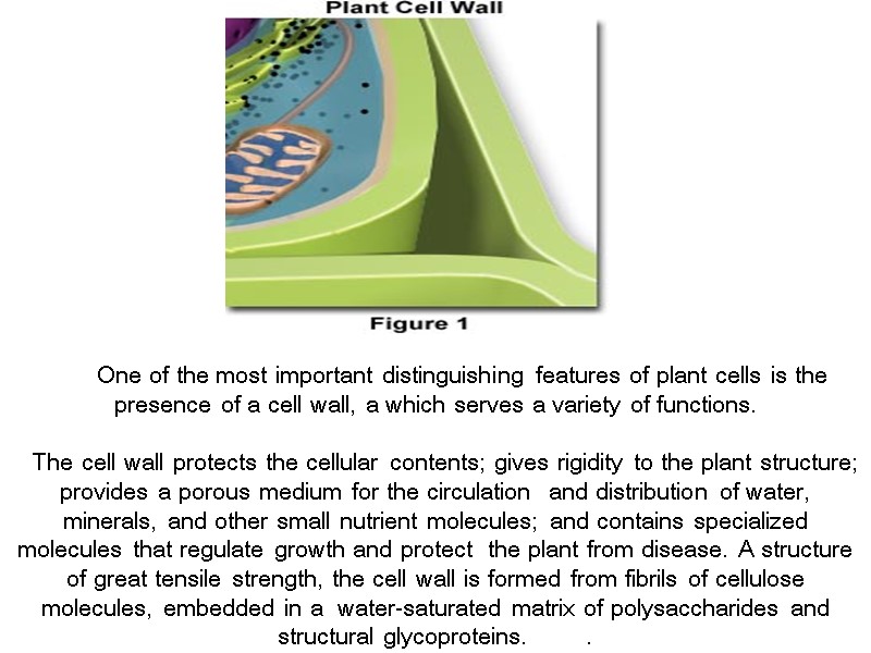 One of the most important distinguishing features of plant cells is the presence of